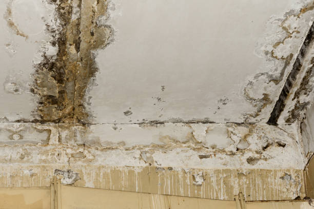 Why You Should Choose Our Mold Remediation Services in Reynoldsburg, OH